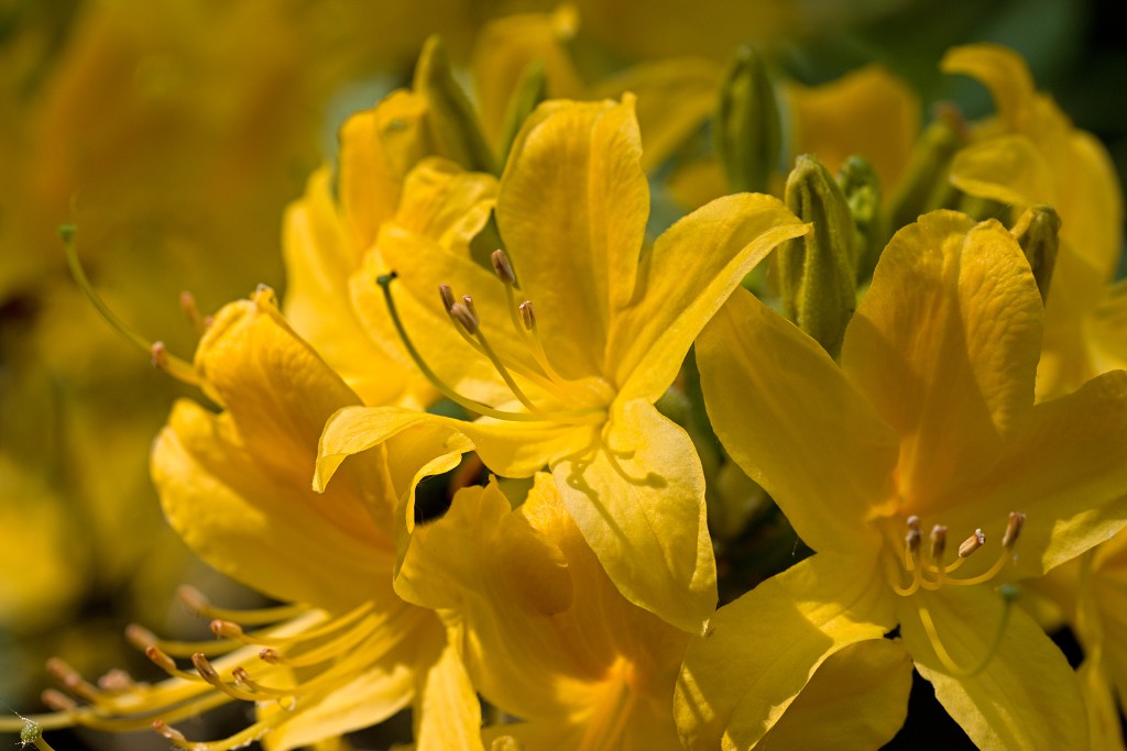 bloesem hdr voorjaar lente bloem bloemen flora fruitbomen betuwe kersenbloesem japan sakura fruit fruitbomen